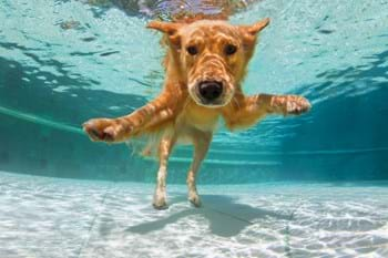 Dog in pool at family holiday home