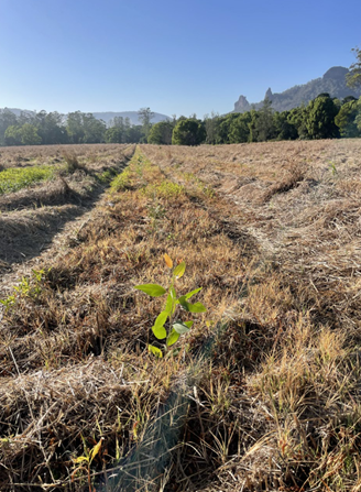 Three Cedars NSW Forest Red Gum Seedling