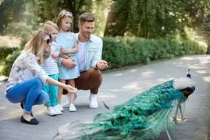 Family at the zoo looking at peacock